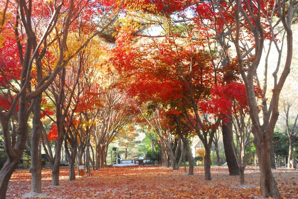 두레캠핑장