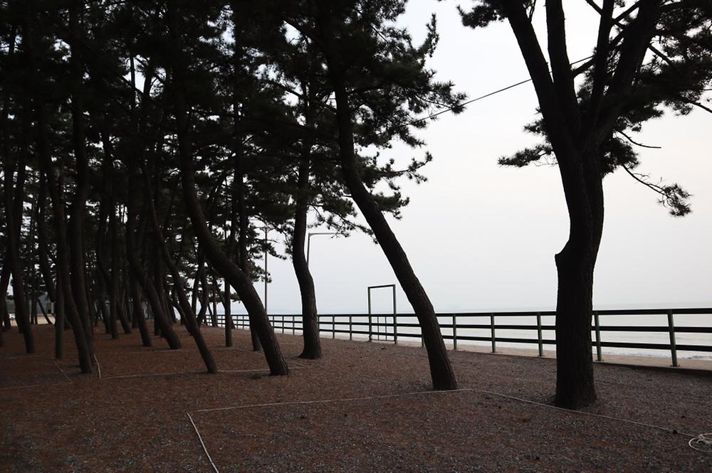 몽산포오토캠핑장 2구역