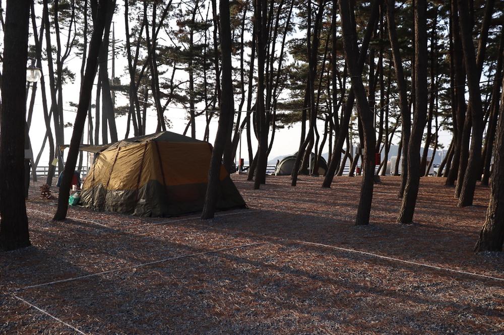 몽산포오토캠핑장 2구역