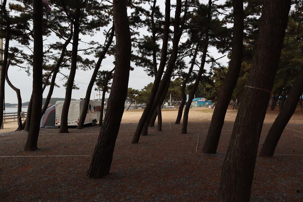 몽산포오토캠핑장 2구역