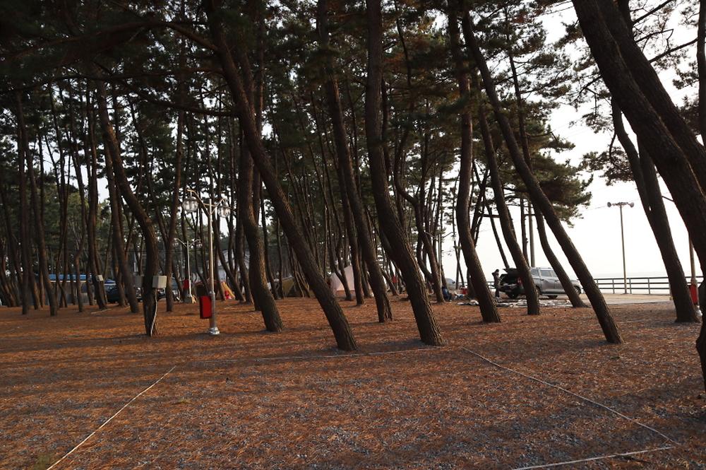 몽산포오토캠핑장 2구역