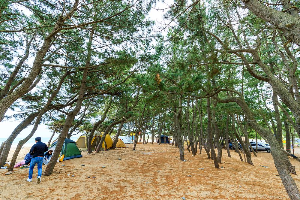 화진해수욕장 마을번영회 야영장