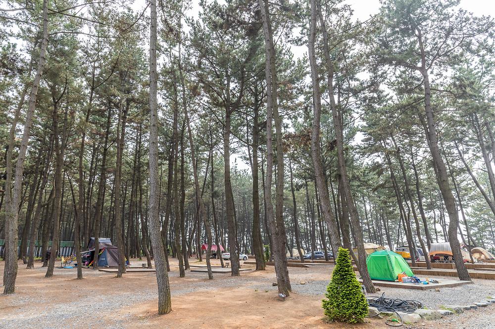 장항오토캠핑장