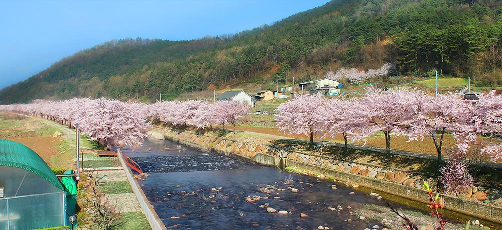 소나무 풍경 펜션 야영장
