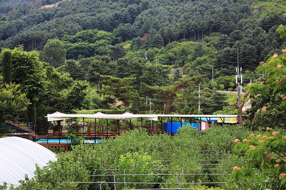 잣향기푸른숲캠핑장