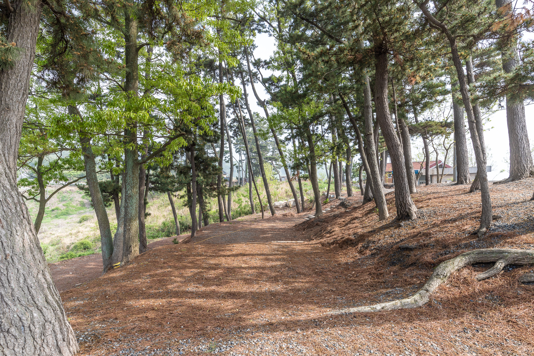 대천용두야영장