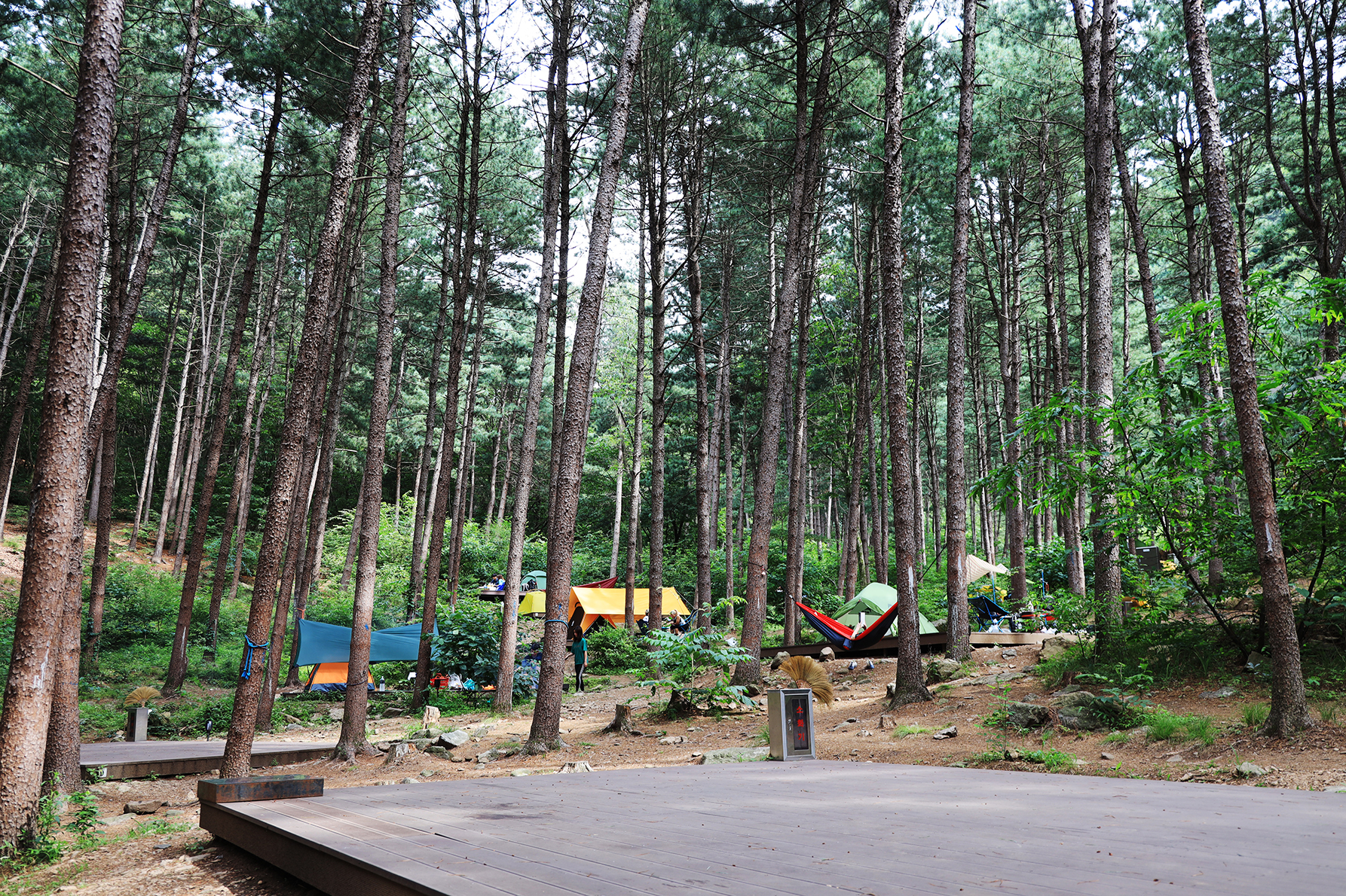 호명산잣나무숲속캠핑장