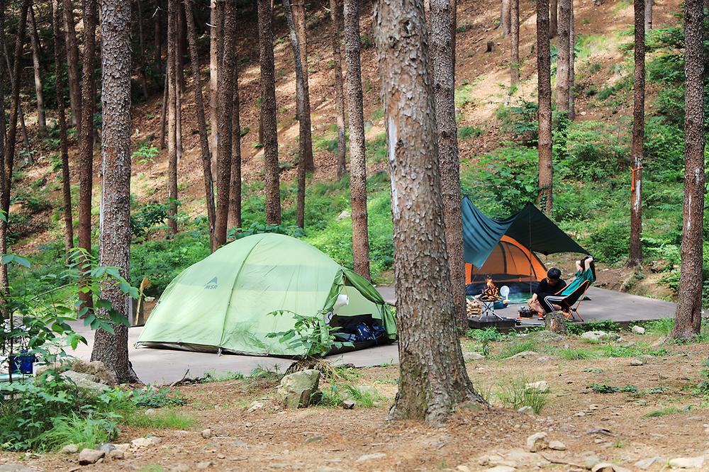 호명산잣나무숲속캠핑장