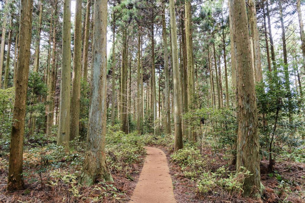 붉은오름 자연휴양림 숲속 야영장