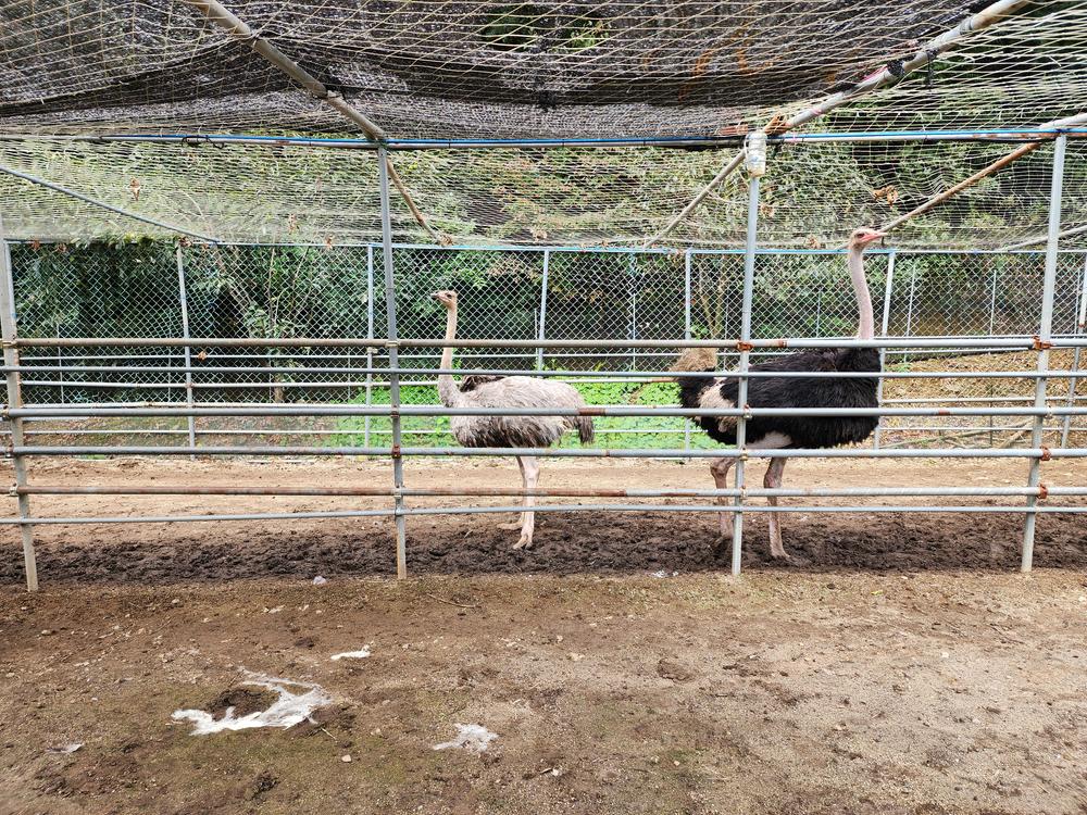 럭셔리 안성(M) 글램핑장