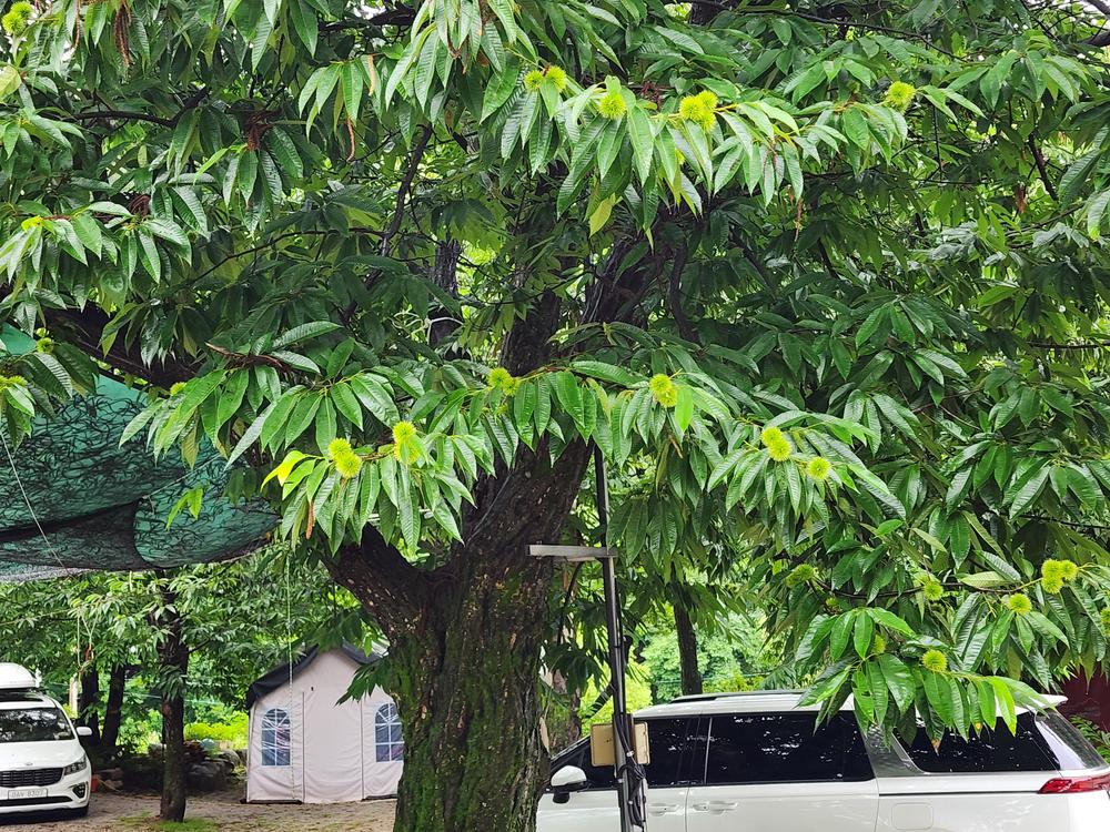 약사밤나무집 캠핑장