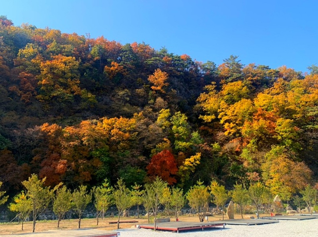 파인트리캠핑장