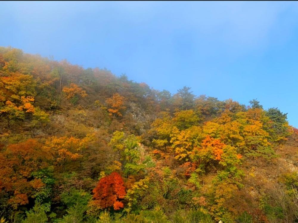 파인트리캠핑장