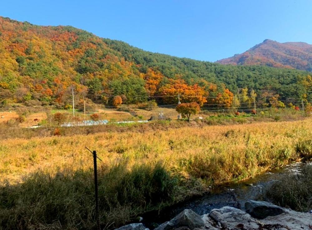 파인트리캠핑장