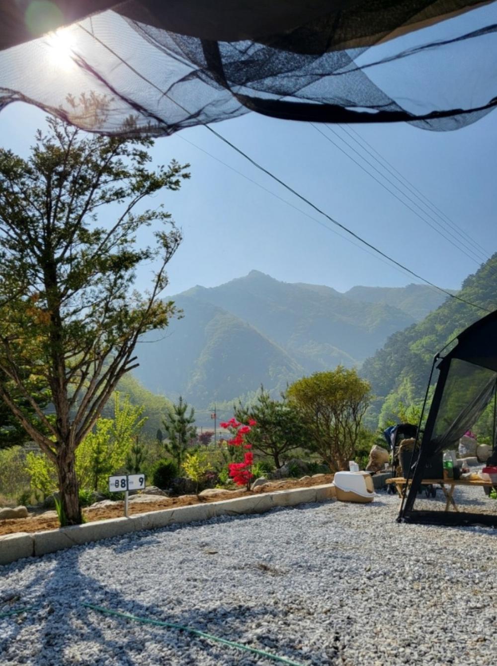 파인트리캠핑장