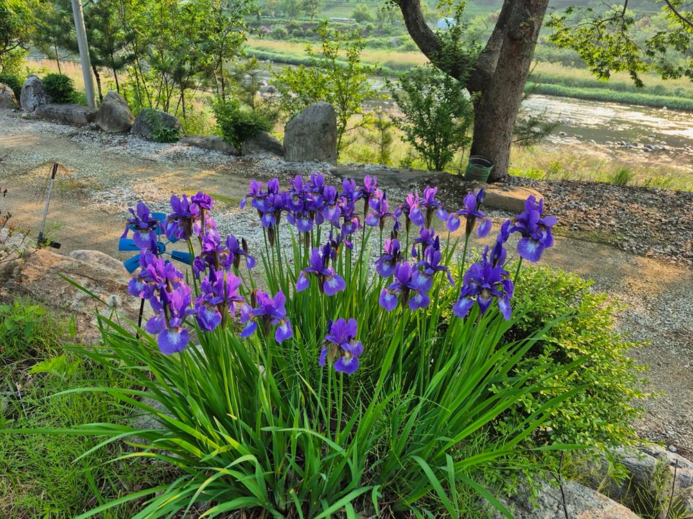 파인트리캠핑장