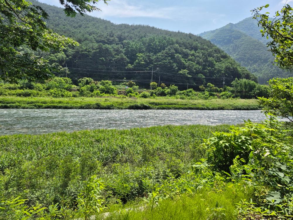 파인트리캠핑장