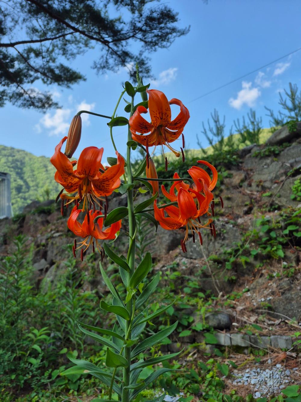 파인트리캠핑장