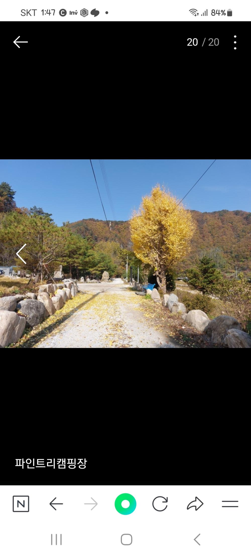 파인트리캠핑장