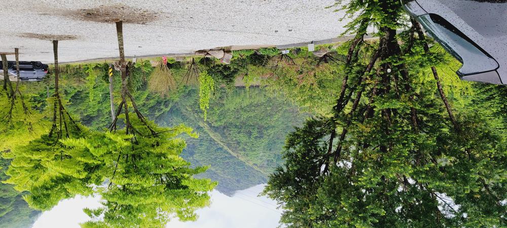 파인트리캠핑장