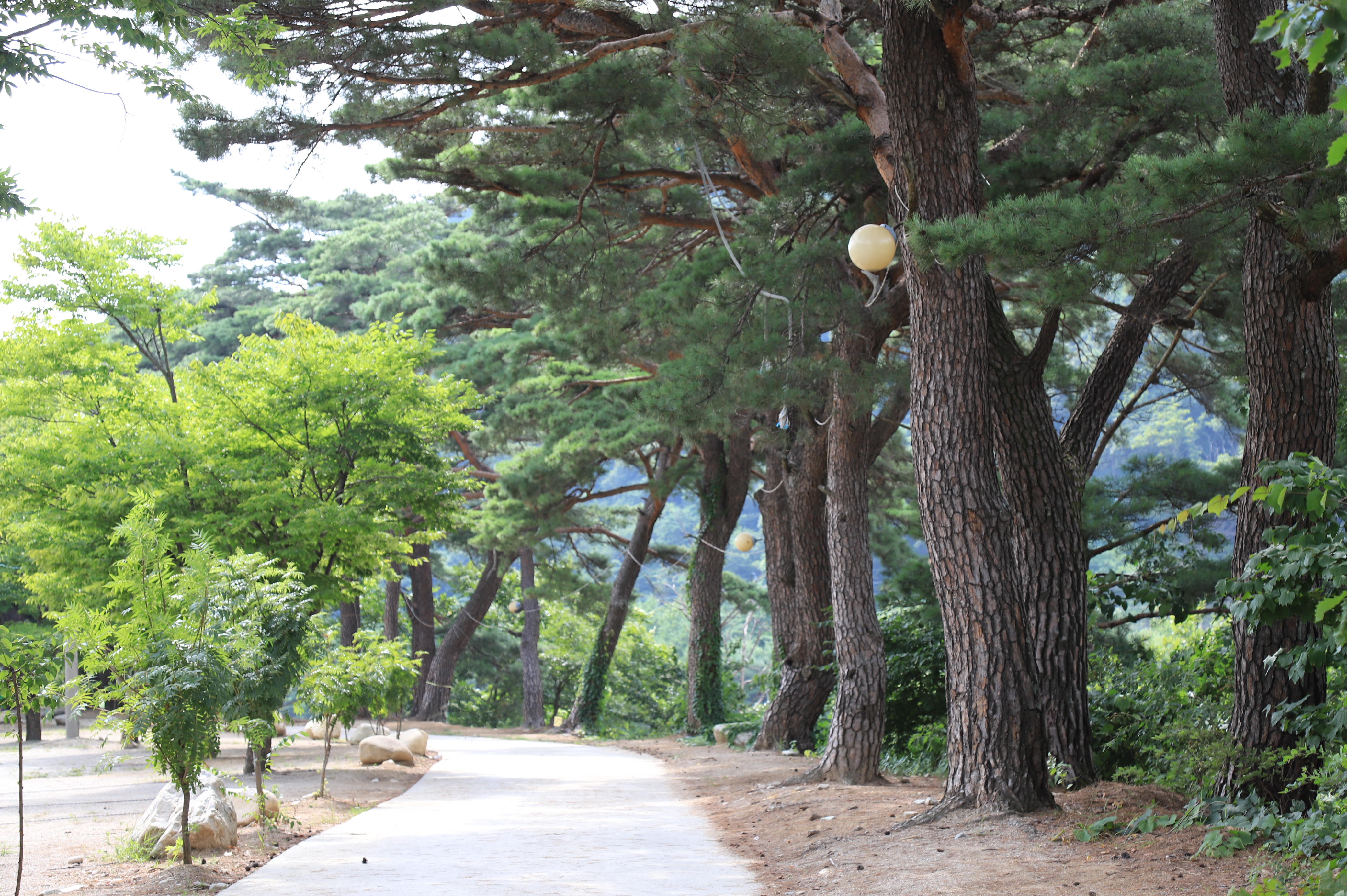 돌배야영장(제1야영장)