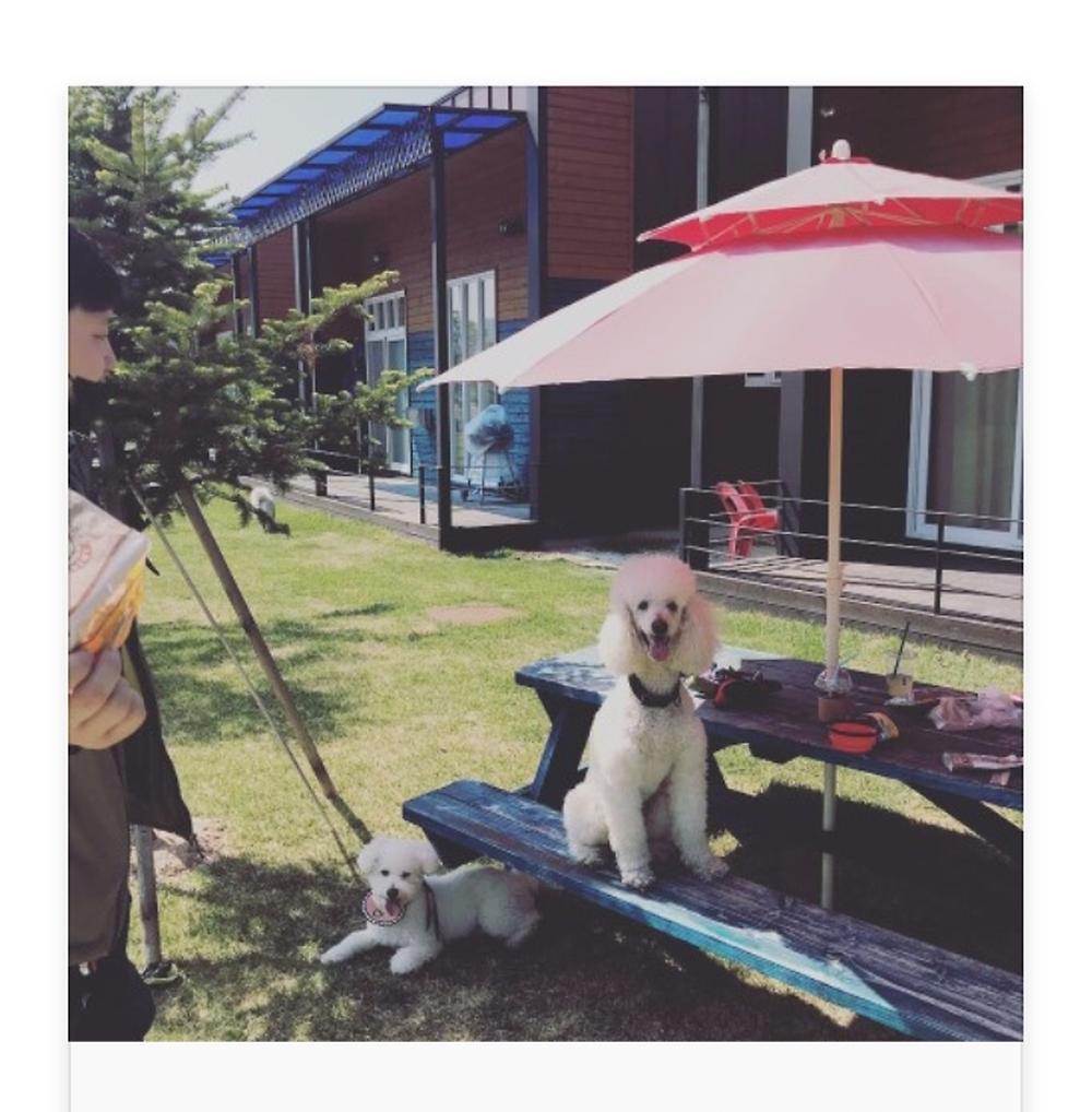 랩도그빌애견캠핑장