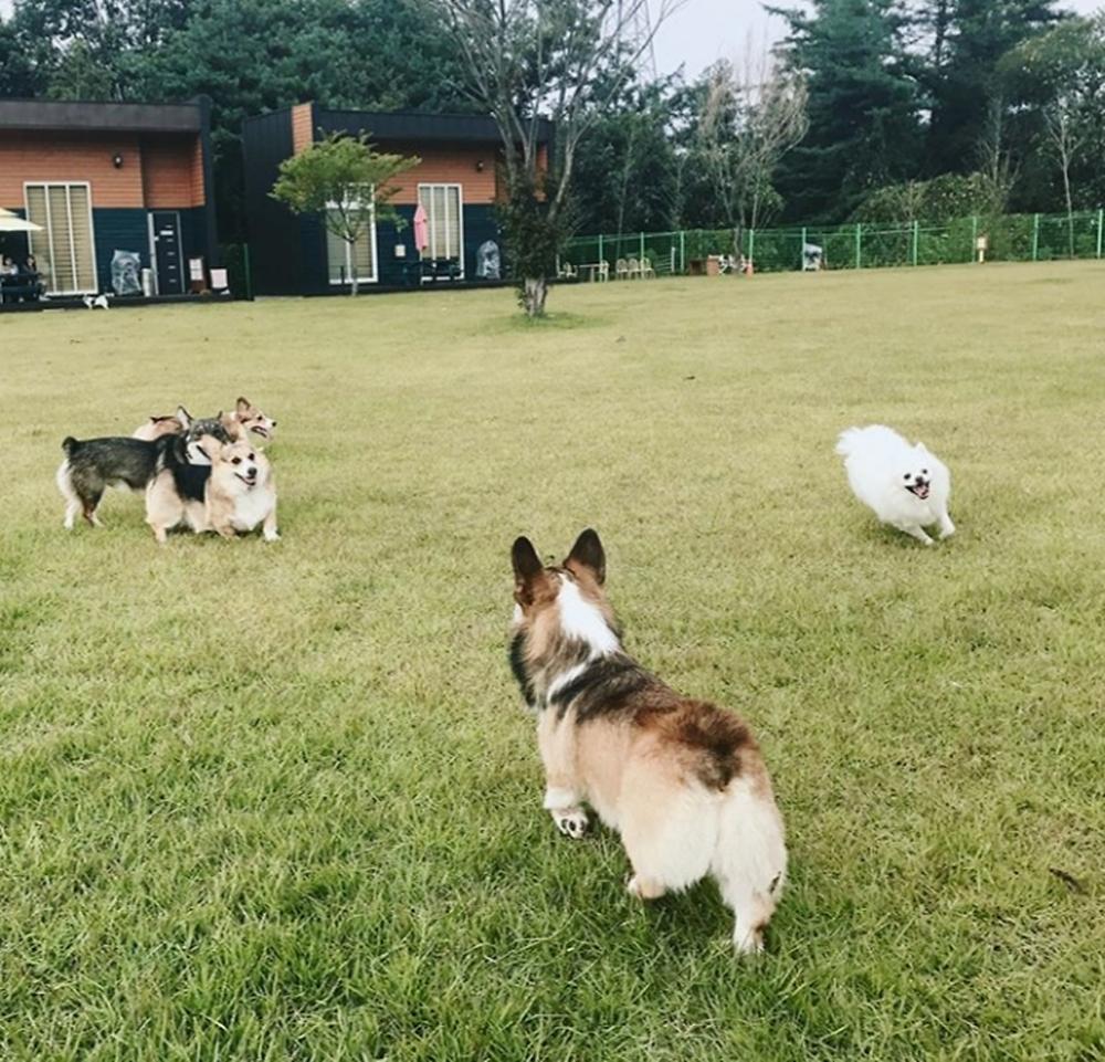 랩도그빌애견캠핑장