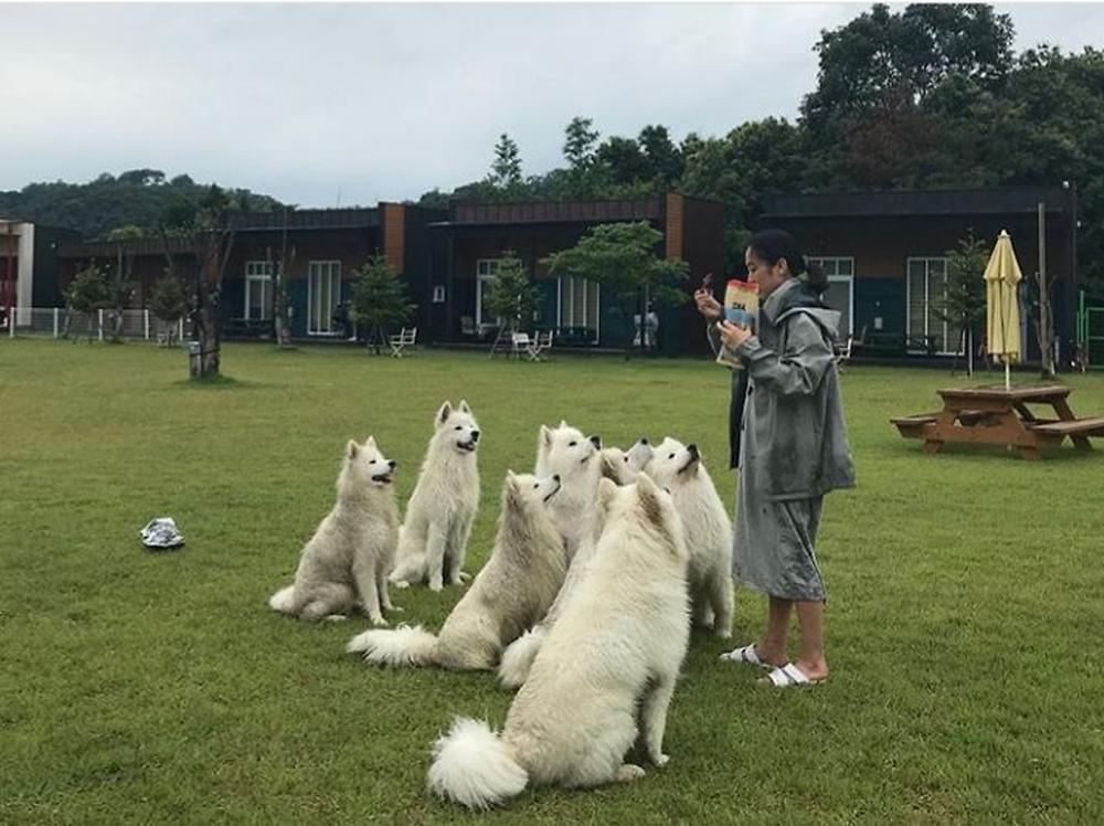랩도그빌애견캠핑장