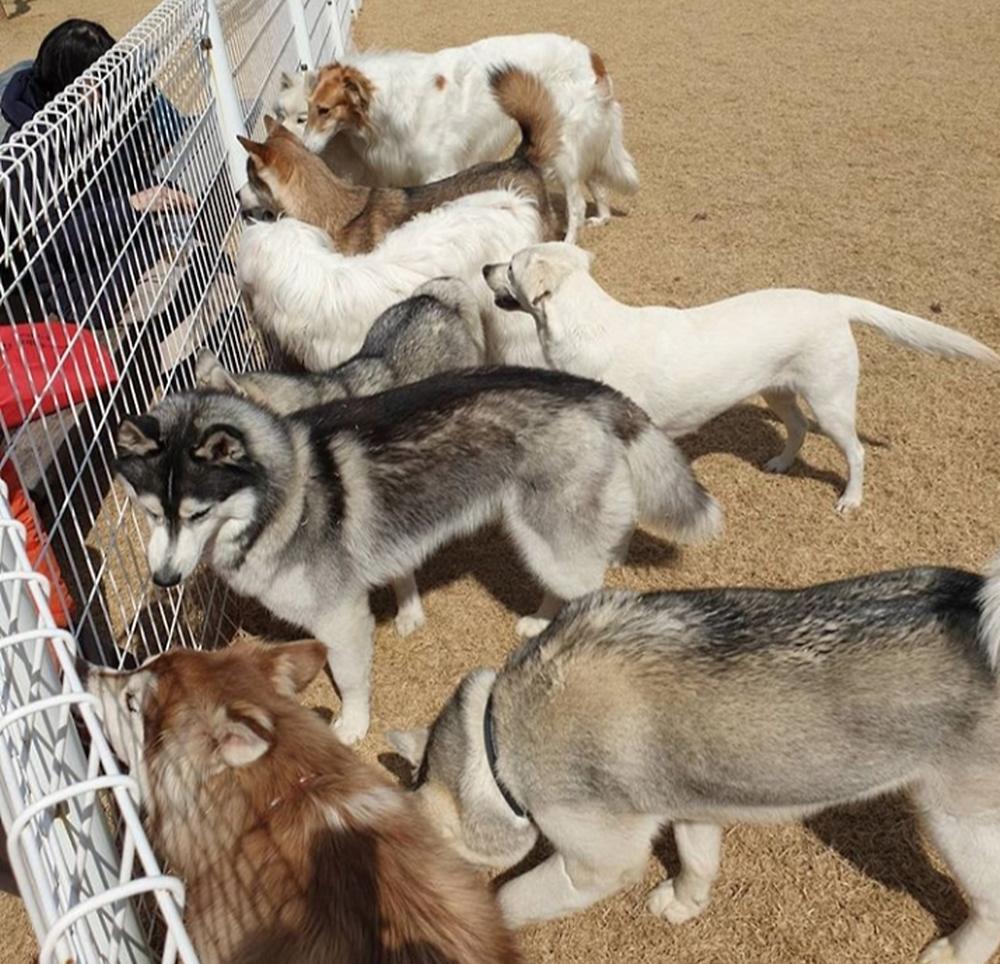 랩도그빌애견캠핑장