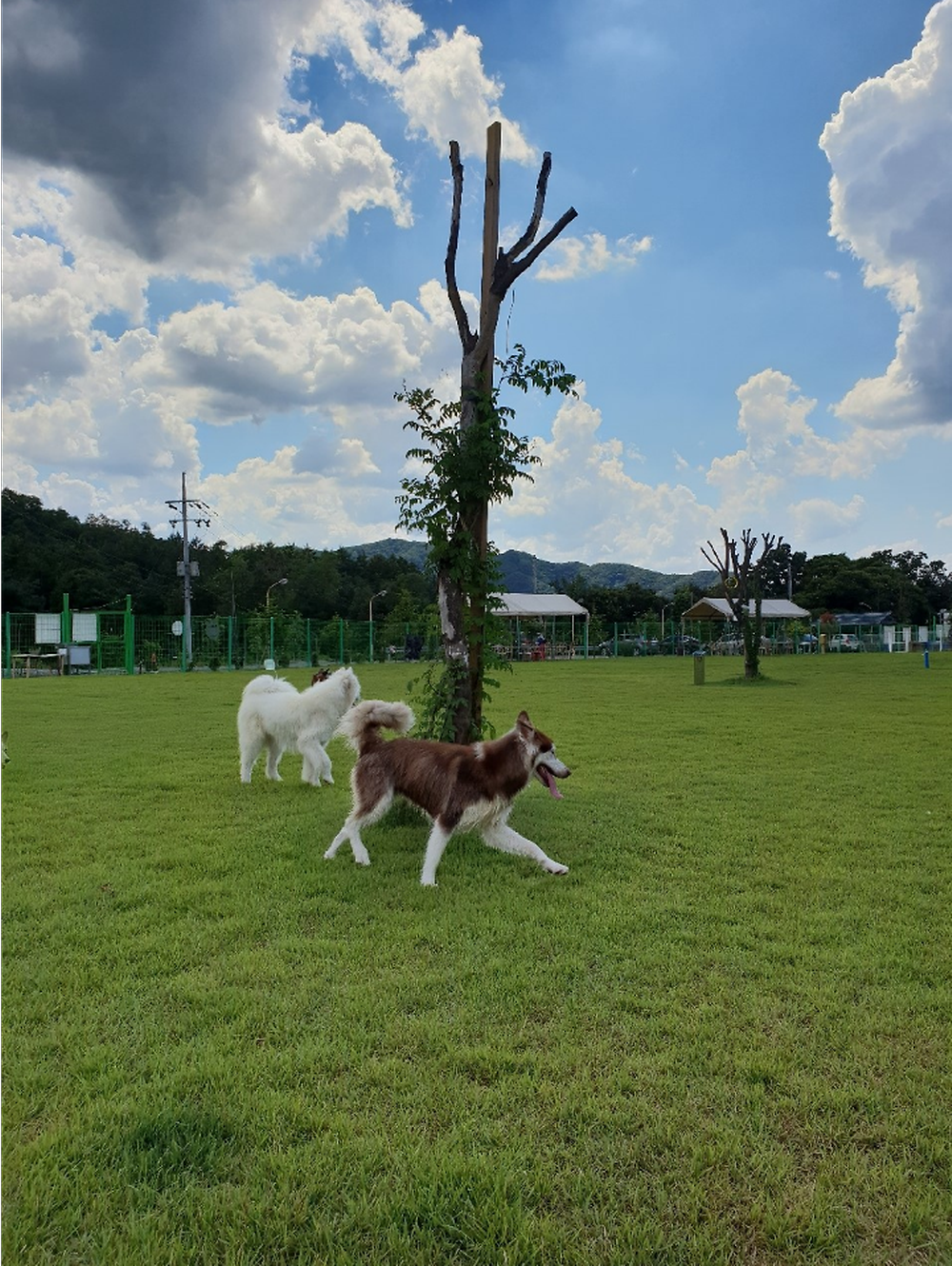 랩도그빌애견캠핑장