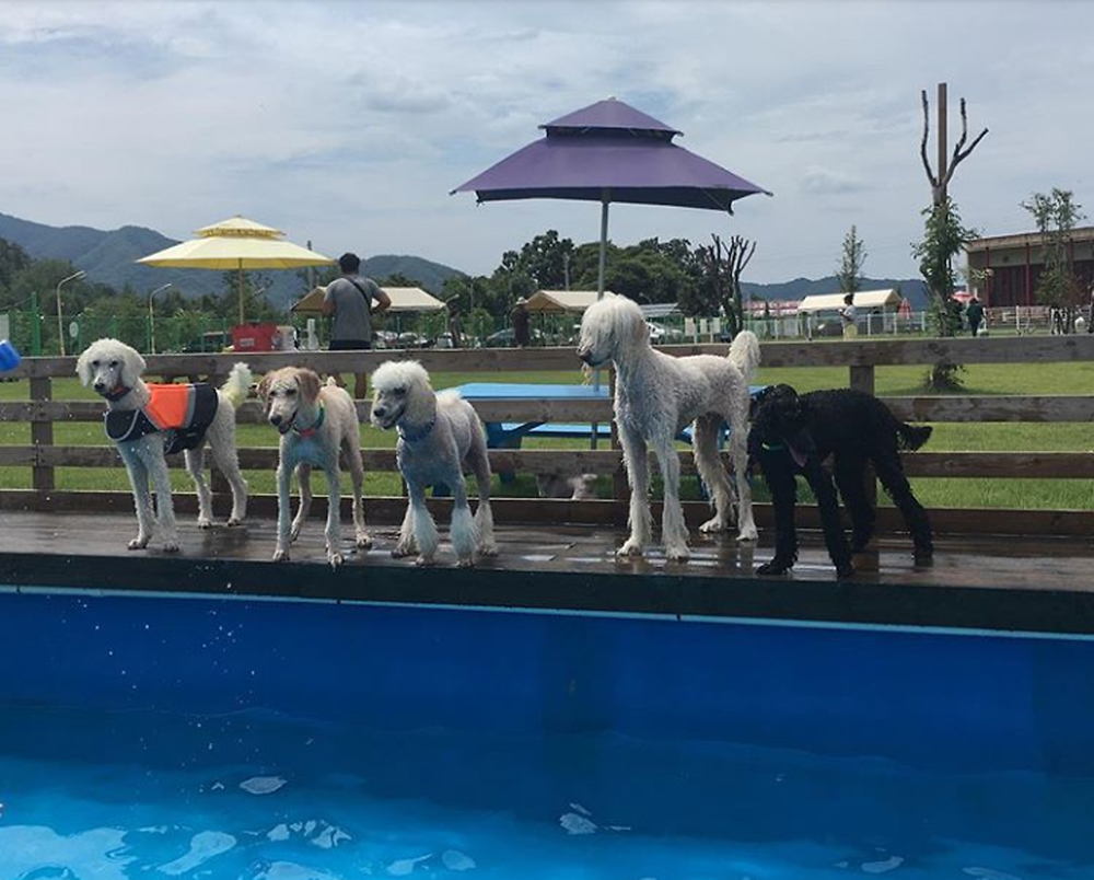 랩도그빌애견캠핑장