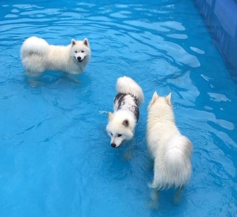 랩도그빌애견캠핑장