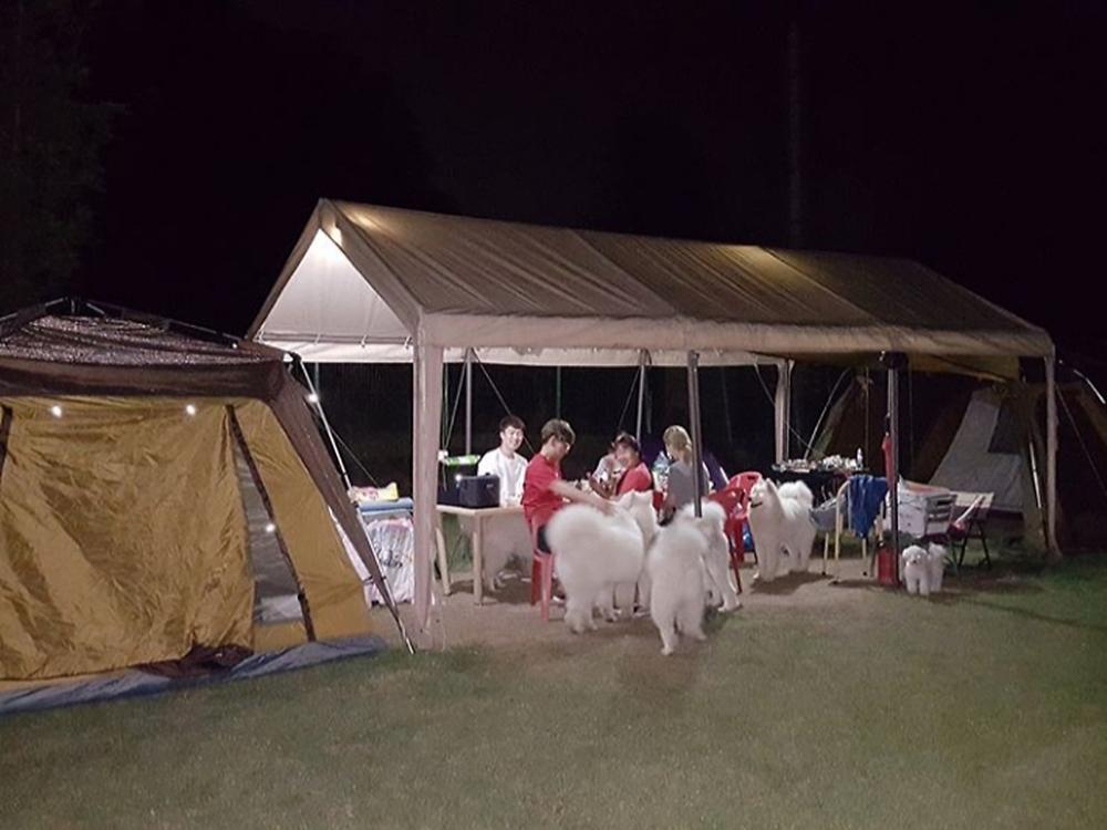 랩도그빌애견캠핑장