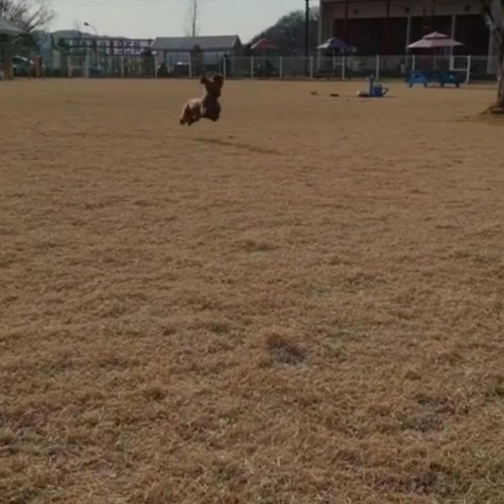 랩도그빌애견캠핑장