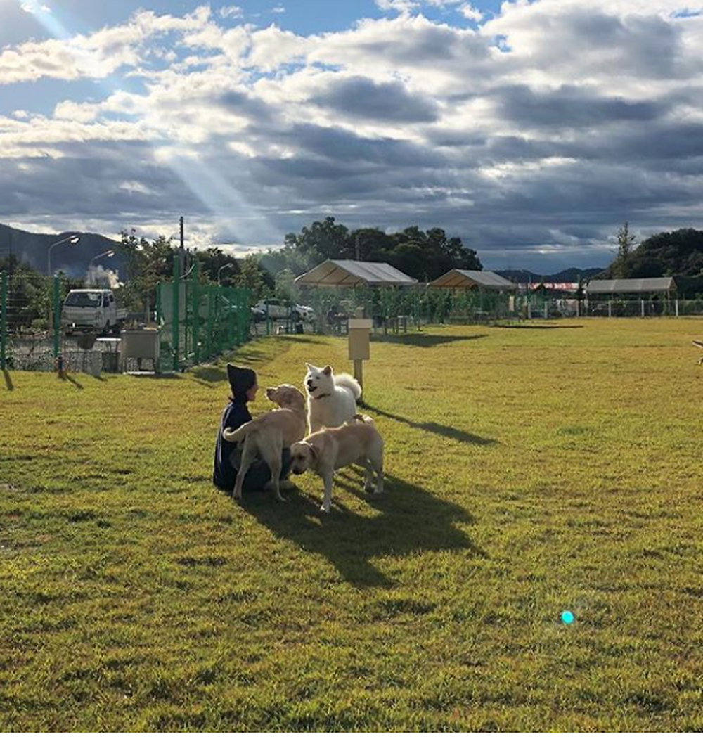 랩도그빌애견캠핑장