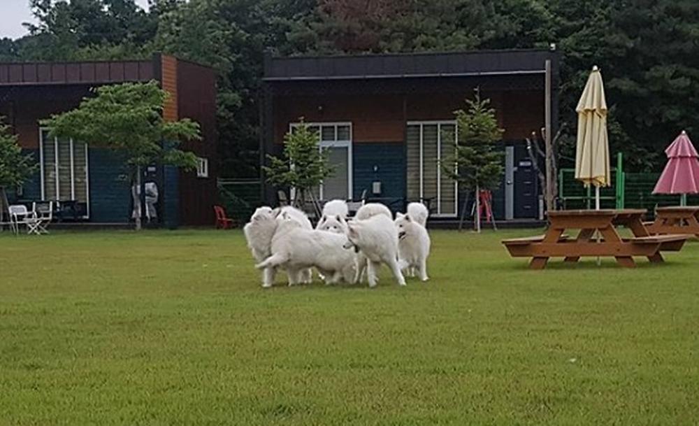 랩도그빌애견캠핑장