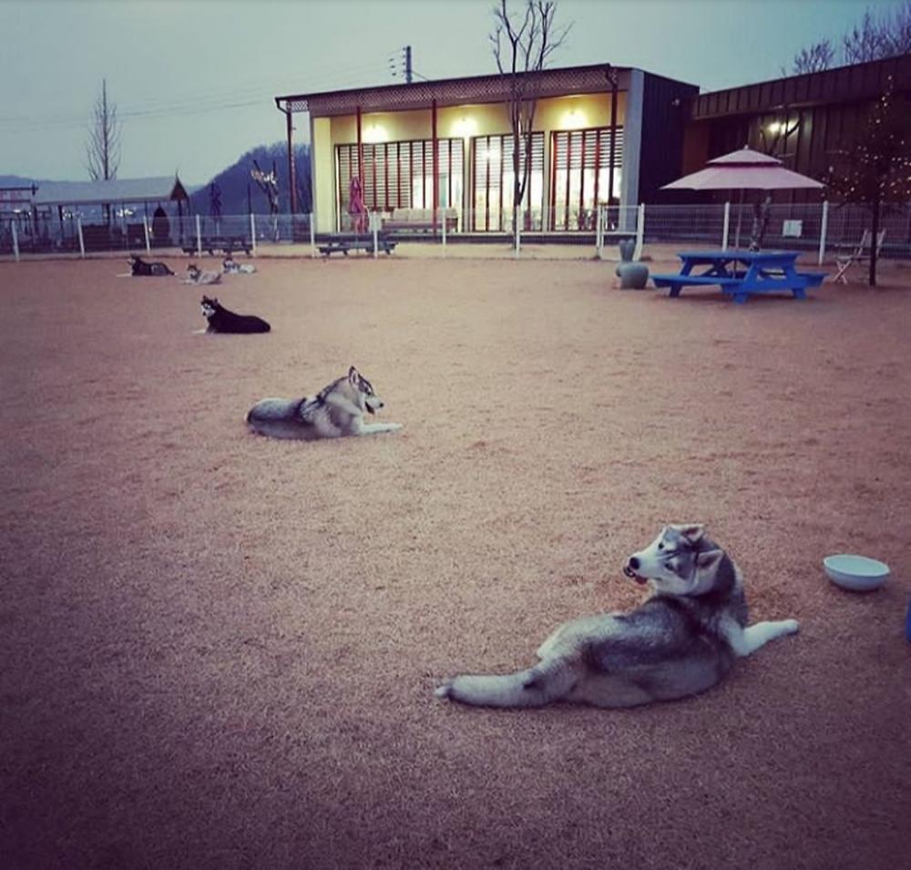 랩도그빌애견캠핑장