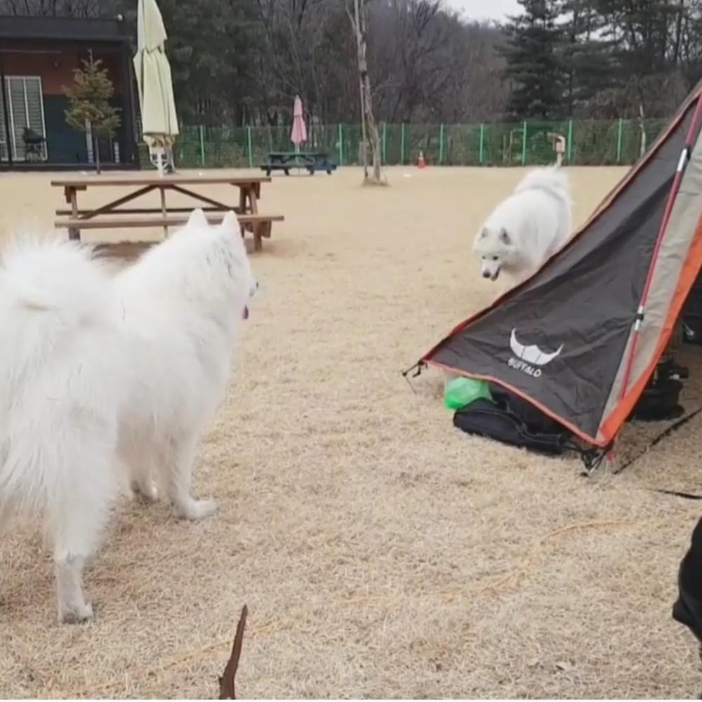 랩도그빌애견캠핑장