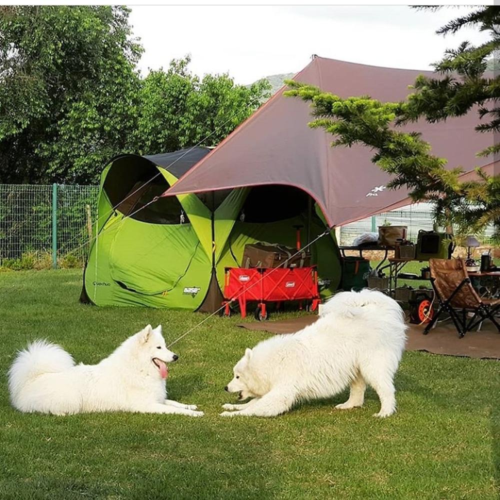 랩도그빌애견캠핑장