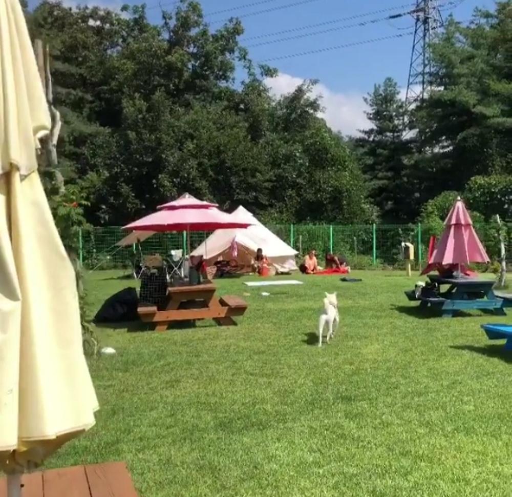 랩도그빌애견캠핑장