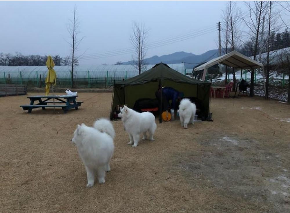 랩도그빌애견캠핑장
