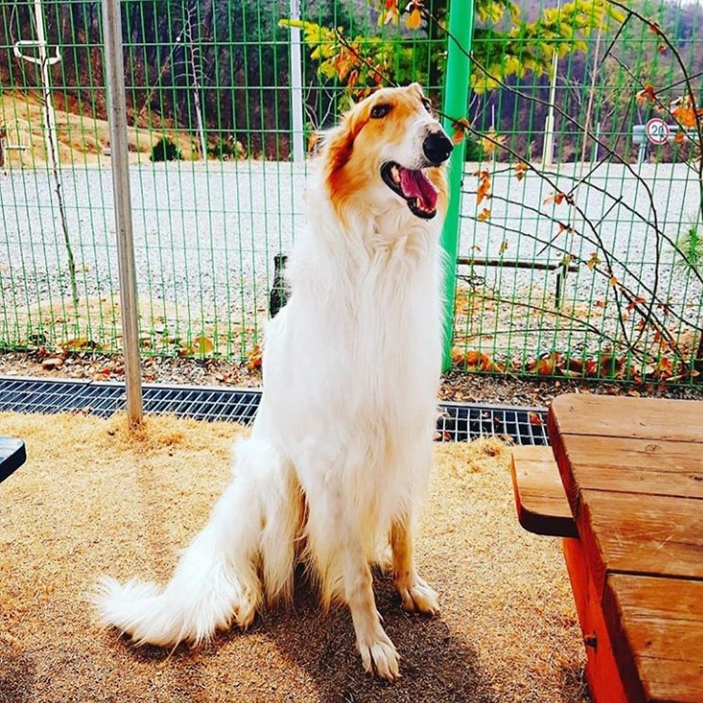 랩도그빌애견캠핑장