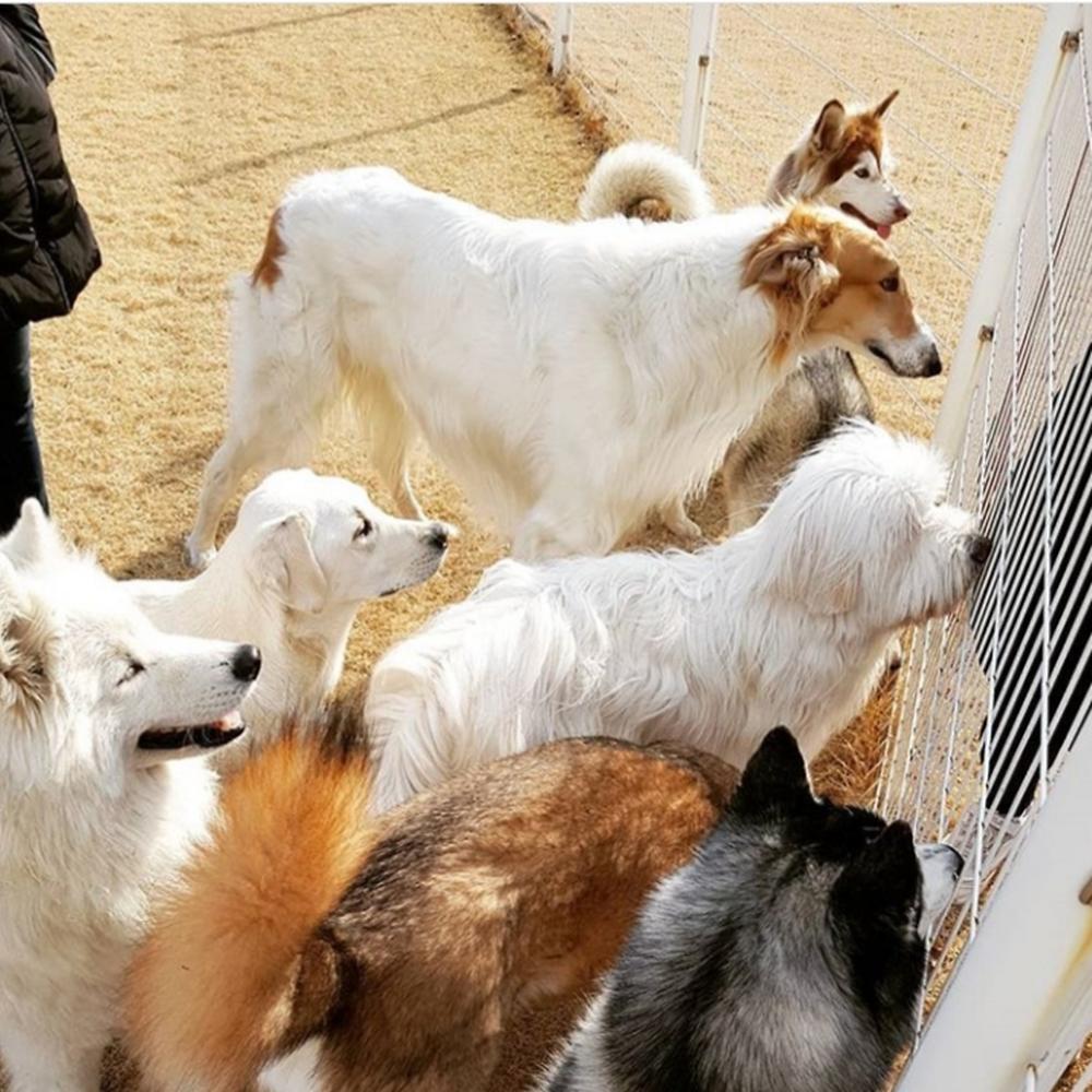 랩도그빌애견캠핑장